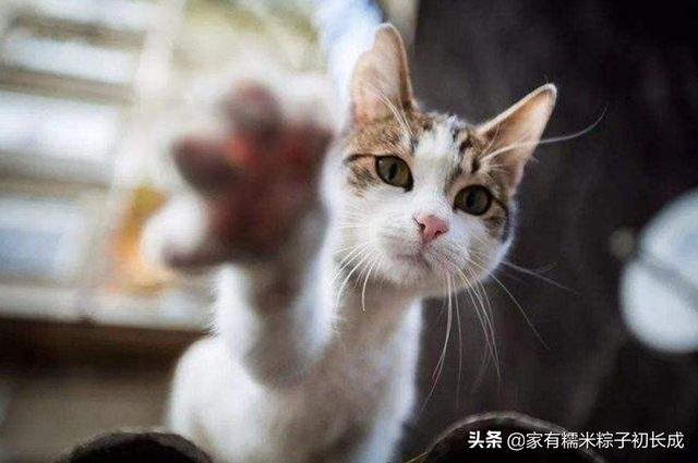 想要自制猫饭，这些营养基础须知道！