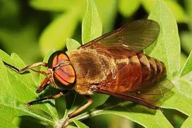 看着像个大苍蝇，叮马叮牛还叮人，晒干就是好药材，小记牛虻图片