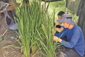 深圳“洁田稻”获颁种子经营许可证 农民只需除一次草图片