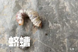 有种地下害虫叫蛴螬，如何防治，用什么农药好？图片