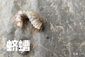 有种地下害虫叫蛴螬，如何防治，用什么农药好？图片