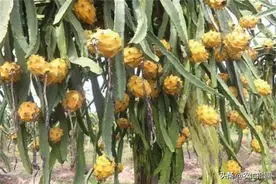 换个颜色贵10倍，一斤60元，人称“燕窝果”，又是炒作？图片