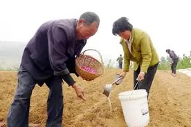 关于花生剥壳还是带壳种植的谈论，老农说出了几十年的种植经验！图片