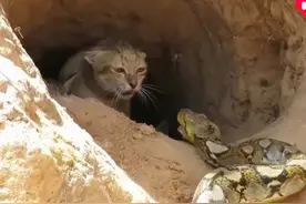 蟒蛇一路压死了近百万只蜗牛，所过之处生灵涂炭，小猫吓得半死图片