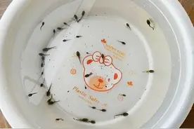 37秒看完青蛙受精卵变成蝌蚪过程图片