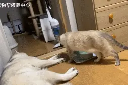 二哈熟睡时被猫咪连抽三个大嘴巴，可却没有人同情它，哈哈哈！图片