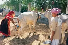 印度：牛的天堂，牛尿是圣水，牛粪是消毒剂，还创办圣牛养老院图片
