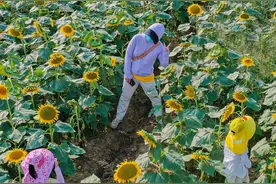 【视觉高淳】等你来！邂逅向日葵花海～图片