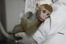 首例“猴子换头”手术在中国完成，共耗资7000万，猴子后来怎样了图片
