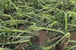 吉林舒兰遭受风雹灾害 27个村庄受灾损失3492万元图片