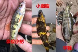 不要把这几种鱼弄错，和保护鱼种区别很小，避免惹麻烦图片