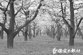 曲阳2万亩梨花进入最佳赏花期图片