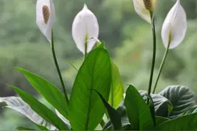 卧室养花，就养几种“健康”花，空气清新促睡眠，一觉睡到大天亮图片