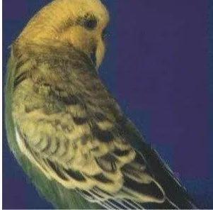 黄绿鱼鳞鹦鹉