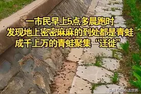 河北市民晨跑时发现：大量青蛙开始“迁徙”，果真是地震的前兆？图片