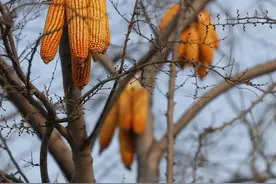 明日立冬，立冬刮风有啥说法，看看老祖宗的俗语图片