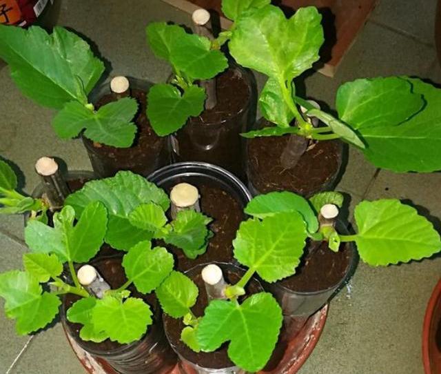 扦插无花果，选对“季节”，十天就生根，当年果子结满枝