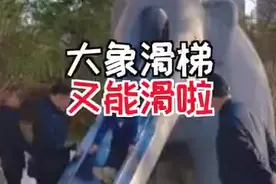（视频）美丽的记忆！太原迎泽公园大象滑梯重新开放图片