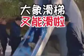 （视频）美丽的记忆！太原迎泽公园大象滑梯重新开放图片