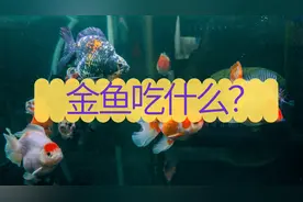 金鱼吃什么？金鱼多久喂一次？图片