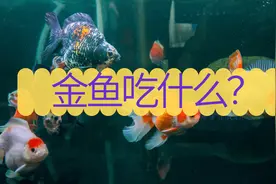 金鱼吃什么？金鱼多久喂一次？图片