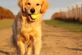 故事：半夜家犬金毛猛拽父亲被子，父亲走到客厅，看到眼前的一幕傻住了图片