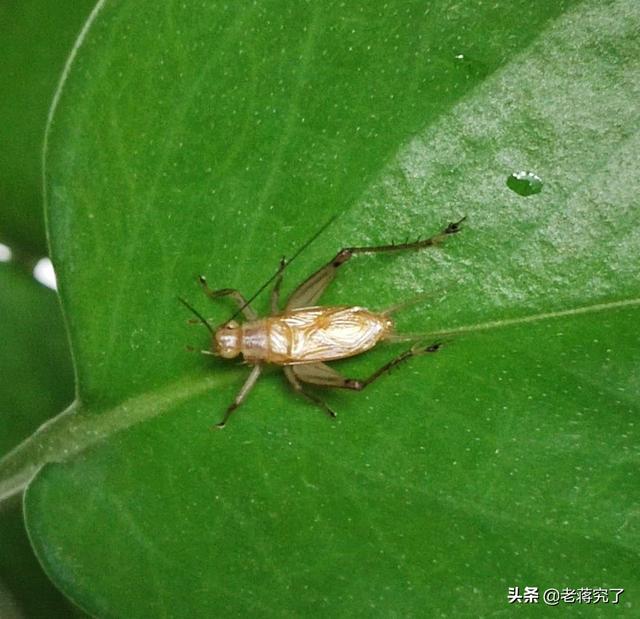 冬天到鸣虫叫,老蒋玩虫记之蝈蝈的形态特征和生活习性(秋天有哪些虫子