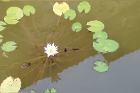 写给著名乒乓球运动员刘诗雯及中国奥运健儿的一封信图片