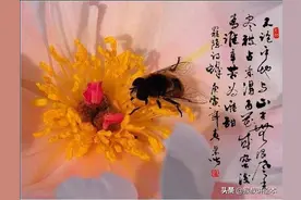 好吃的土蜂蜜从哪里来？——猴叔探访养蜂人图片