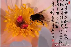 好吃的土蜂蜜从哪里来？——猴叔探访养蜂人图片