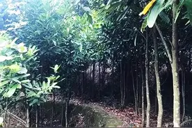 农家人种植的一种树，经济价值高，树皮一斤能卖到20块图片