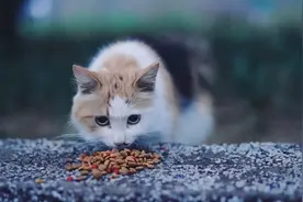 流浪猫妈妈收到鸡腿，它舍不得吃，拼命爬高喂孩子，场面让人动容图片