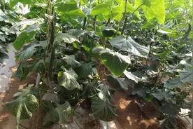 黄瓜常见的一种病害，叶片长白毛，3种防治技巧要知道图片