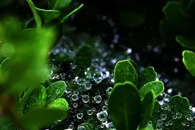 【原创】《姚旺优美抒情诗篇》《那场风雨》图片