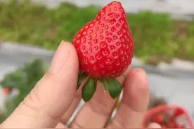 踏着春的气息，这新鲜可爱的草莓呀，真是芳香味甜！图片