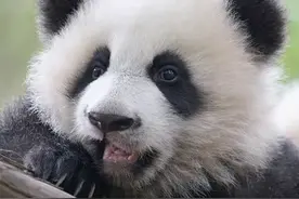 大熊猫为什么总是吃吃睡睡？图片