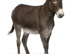 驴的系列哲理故事图片