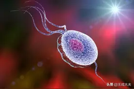 30岁男子要求查阴道毛滴虫，男性也会有阴道毛滴虫吗？如何查治图片