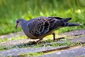 我的斑鸠往事图片