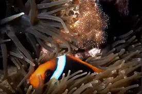 生物多样性保护 | 海洋生物多样性之小丑鱼的逆变图片