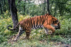 吉林男子偶遇300斤大老虎，老虎频繁现身，是生态变好还是变差？图片