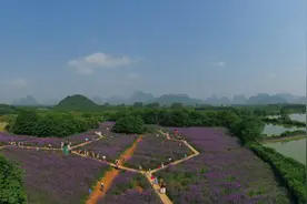 桂林市临桂县会仙的马鞭草是什么样的？为什么会造成十公里堵车。图片