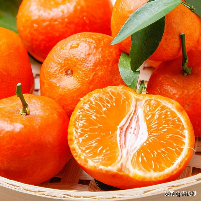 广东信宜砂糖橘无公害优质高产栽培技术