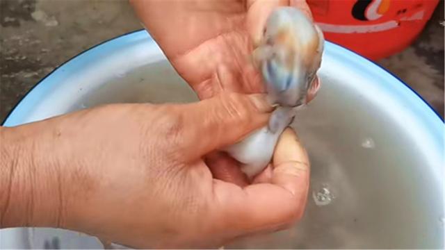 “八爪鱼”一煮就老，很多人错了，海边人教你正确做法，清脆鲜嫩