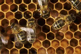 洛阳工人拆空调被蜂蛰，惊喜发现71斤野蜂蜜，200一斤收购都不卖图片