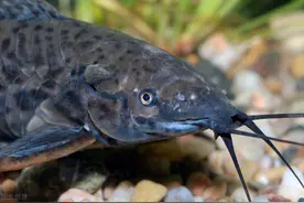 入侵40年的埃及塘鲺，繁殖力变态，珠江、长江失守，黄河也遭殃？图片