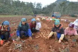 曾因名字火爆市场，如今大量种植，常年低价卖难卖，农民：能喂猪图片