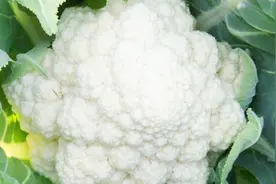 菜农教你挑选菜花的正确方法，只要记住这个方法，保证一挑一个准