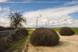 风滚草入侵全球，在美国堵路淹屋，为何到中国几天就不见踪影了？图片
