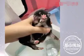 小奶狗找“狗奶妈”寄养，最后竟被咬死！店家：行规，不保存活率图片